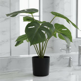 Potted plant with large green leaves on a white background