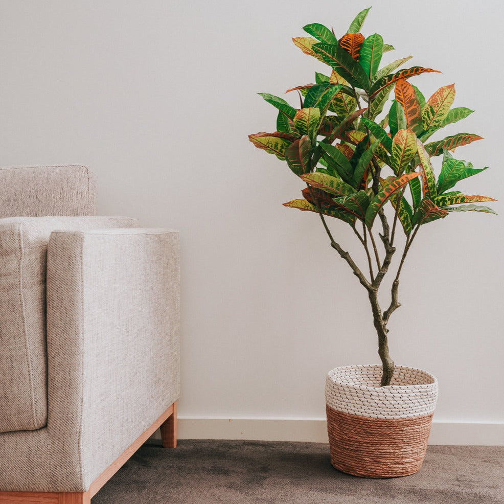 Potted plant in a woven basket next to a beige sofa against a plain wall.