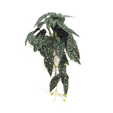 Artificial Begonia Plant – 30cm Decorative Indoor Artificial Plants