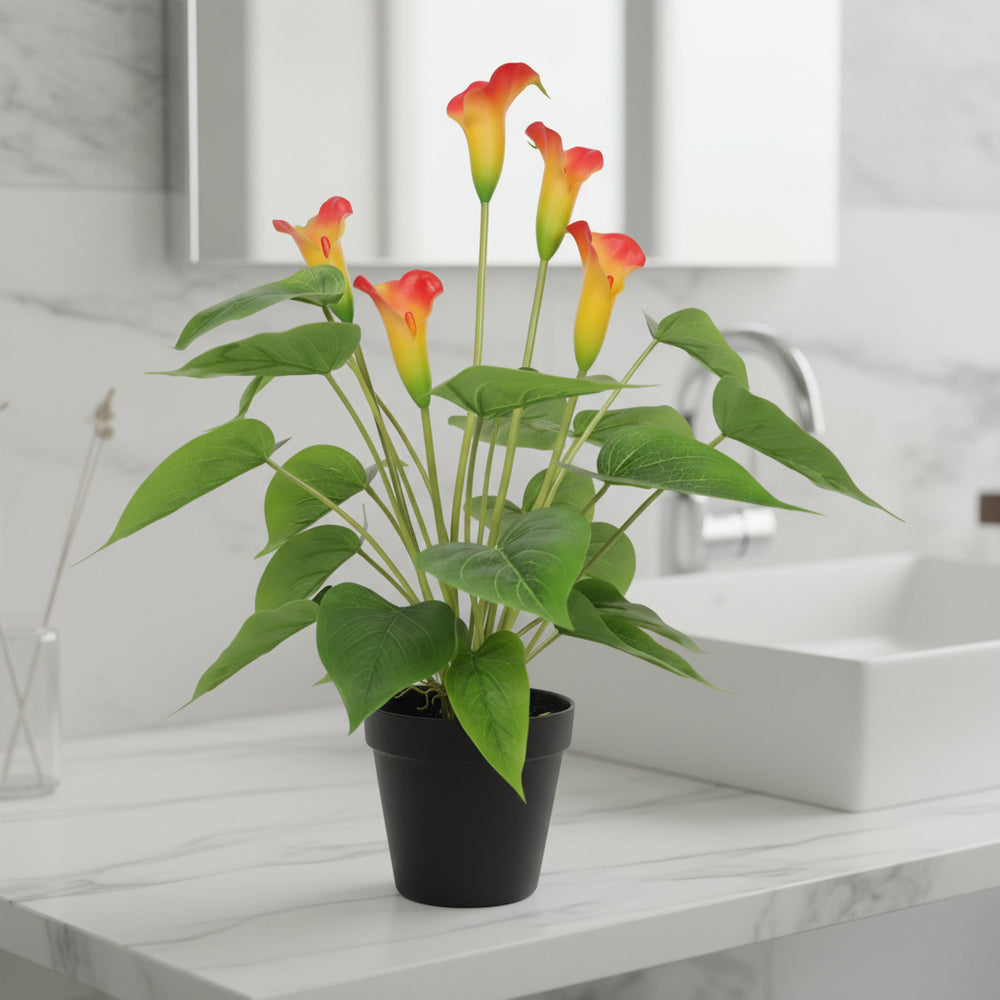 Potted plant with red and yellow flowers on a white background