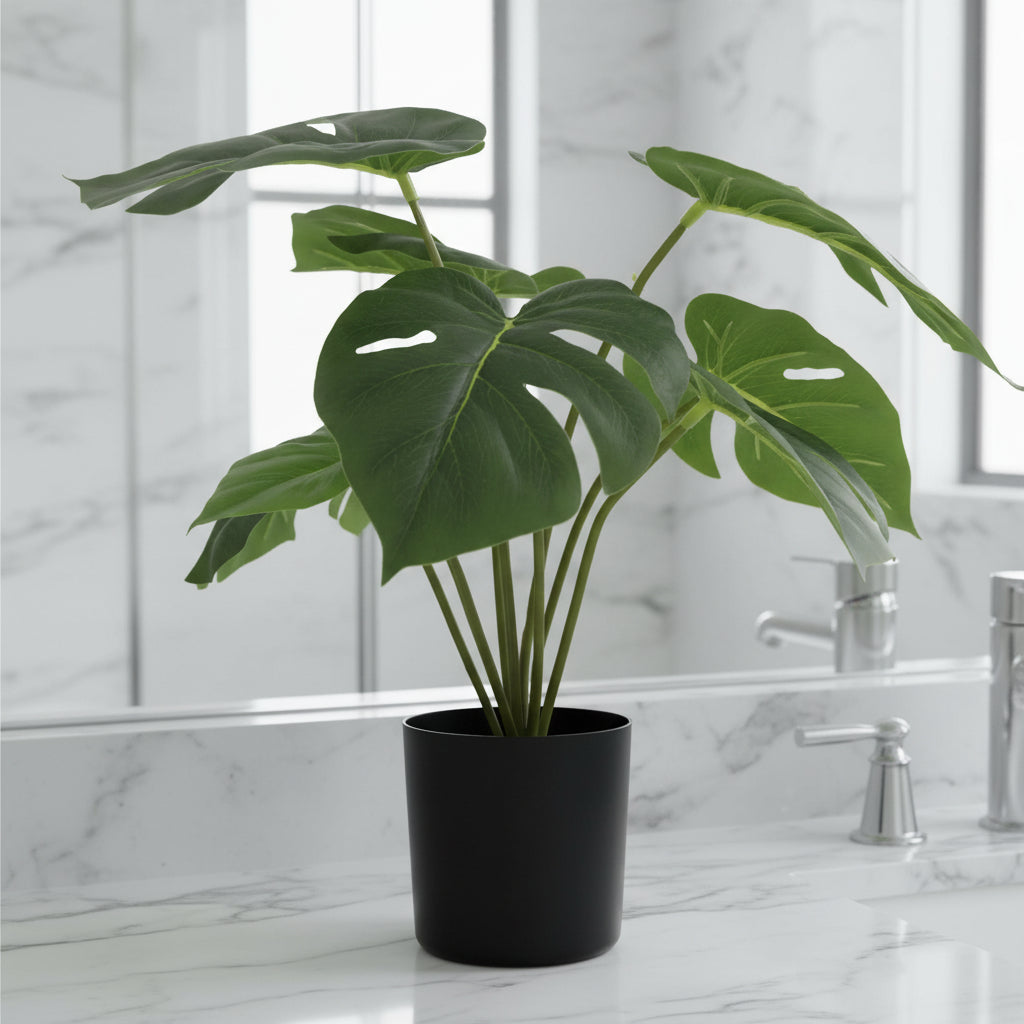 Potted plant with large green leaves on a white background