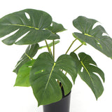 Artificial Split Philodendron Plant – 35cm Potted Faux Greenery Artificial Plants
