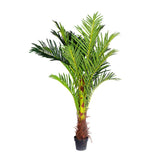 180cm Phoenix Palm - Artificial Plants, Home Decor Flora