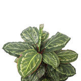 Artificial Wide Leaf Cordyline Plant 90cm – Realistic Faux Artifical Plants for Home or Office